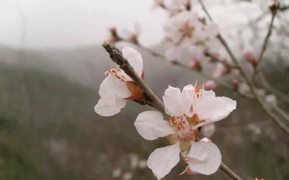 桃花林 【身邊故事】愛(ài)在桃花林