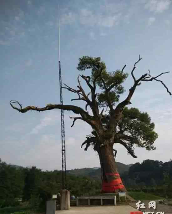 慈利之窗 慈利縣溪口“紅軍樹”主題公園被認定為湖南省第一批古樹公園