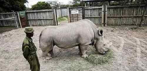 中國上僅剩一只的動物 世界珍稀動物僅剩一只