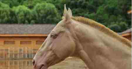 汗血寶馬圖片 揭秘汗血寶馬之謎