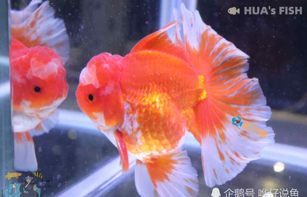 硝化細菌多少錢 魚缸硝化系統(tǒng)建立后，還需定期補充硝化細菌？有錢也別任性