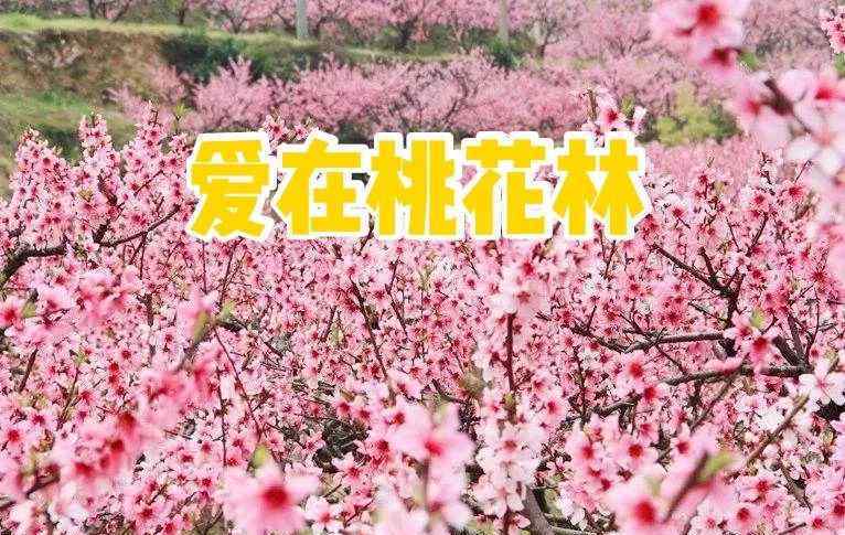 桃花林 【身邊故事】愛(ài)在桃花林