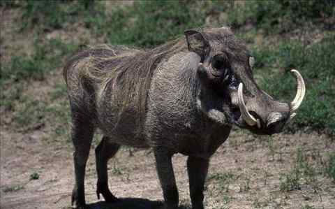 野豬肉 野豬是不是保護動物？野豬肉六大經(jīng)典做法最好吃野豬是不是保護動物？野豬肉六大經(jīng)典做法最好吃