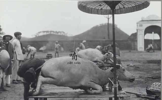 越南殺豬 百年前越南祭天前殺豬宰牛真實(shí)場景：官員穿漢服監(jiān)督，十分隆重