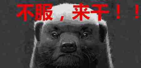 獾是什么動物 平頭哥是什么動物 蜜獾為什么叫平頭哥