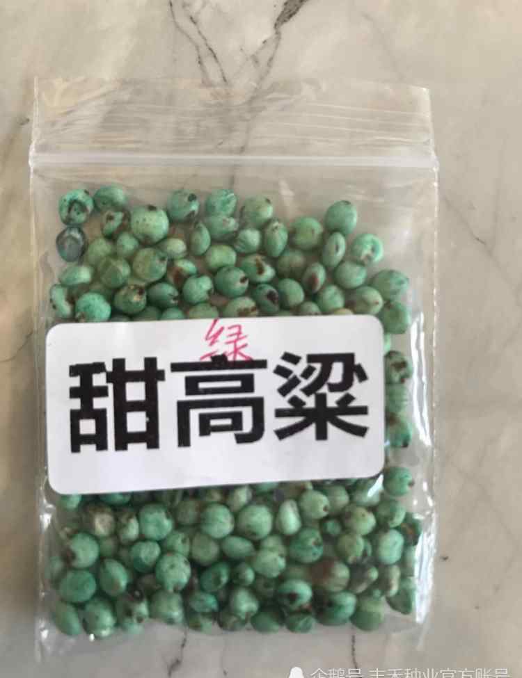 甜高粱牧草 高產(chǎn)牧草甜高粱，一畝草養(yǎng)十頭牛