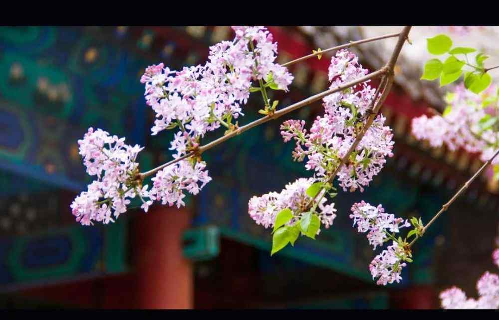 花芯夫人 花蕊三夫人，兩個(gè)都姓徐？