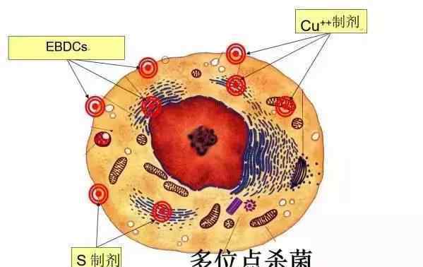 松脂酸銅 為何松脂酸銅是替代波爾多液的理想殺菌劑？這里給你答案