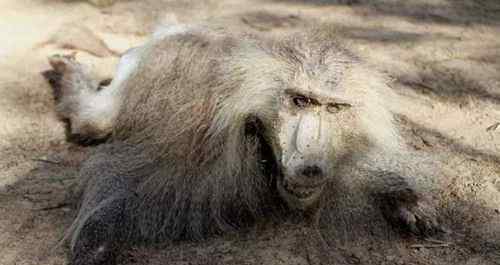 世界上最可怕的動物 世界上最可怕的動物園