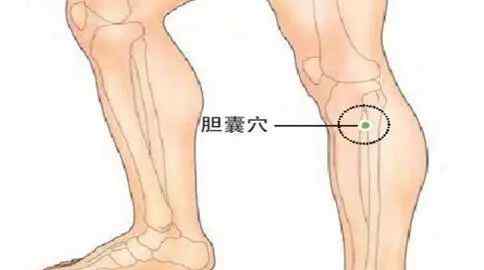 膽囊的位置圖 膽囊穴位的準(zhǔn)確位置圖！