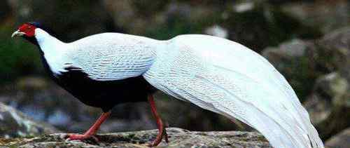 鳳凰鳥真實照片 真的有鳳凰嗎 世界上長得最像鳳凰的5只鳥