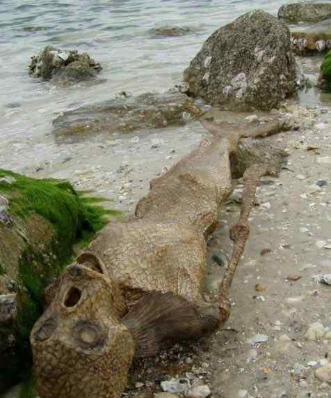 美人魚干尸 鯊魚肚子里發(fā)現(xiàn)美人魚圖，鯊魚為什么不吃潛水員？