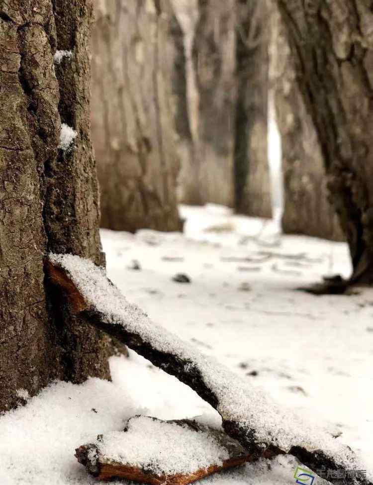 北京道落雪了 雪花進(jìn)京！坐標(biāo)延慶 這波冬季雪景圖美翻了