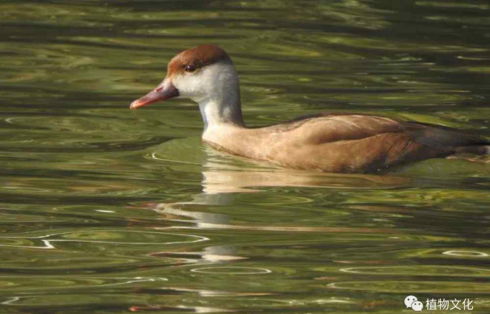 上海大寧靈石公園 大寧靈石公園