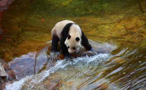 大熊貓是哺乳動物嗎 為什么大熊貓難繁殖差點滅絕？大熊貓的三大價值為什么大熊貓難繁殖差點滅絕？大熊貓的三大價值