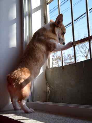 普通柯基犬多少錢一只 柯基犬為什么都沒有尾巴？純種的柯基犬多少錢一只