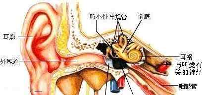 為什么會(huì)暈車(chē) 人為什么會(huì)暈車(chē)？科學(xué)揭秘