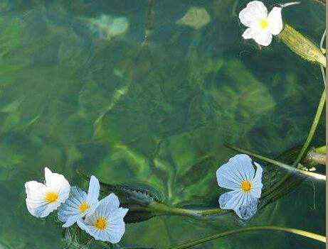 楊花 麗江水性楊花是什么菜？水性楊花的女人能娶嗎