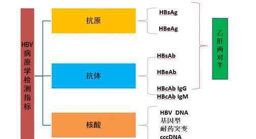 乙肝E抗原 乙肝e抗原陰性，轉(zhuǎn)氨酶反復(fù)升高，幾種原因要先查明