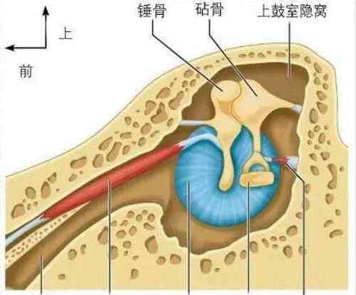 人體最大的肌肉 人體最大的肌肉是哪一塊