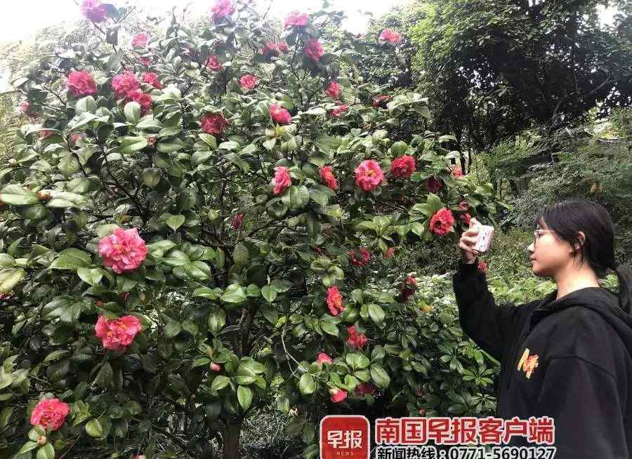 金茶花 1萬余株茶花將亮相南寧，“茶族皇后”金茶花與你相約