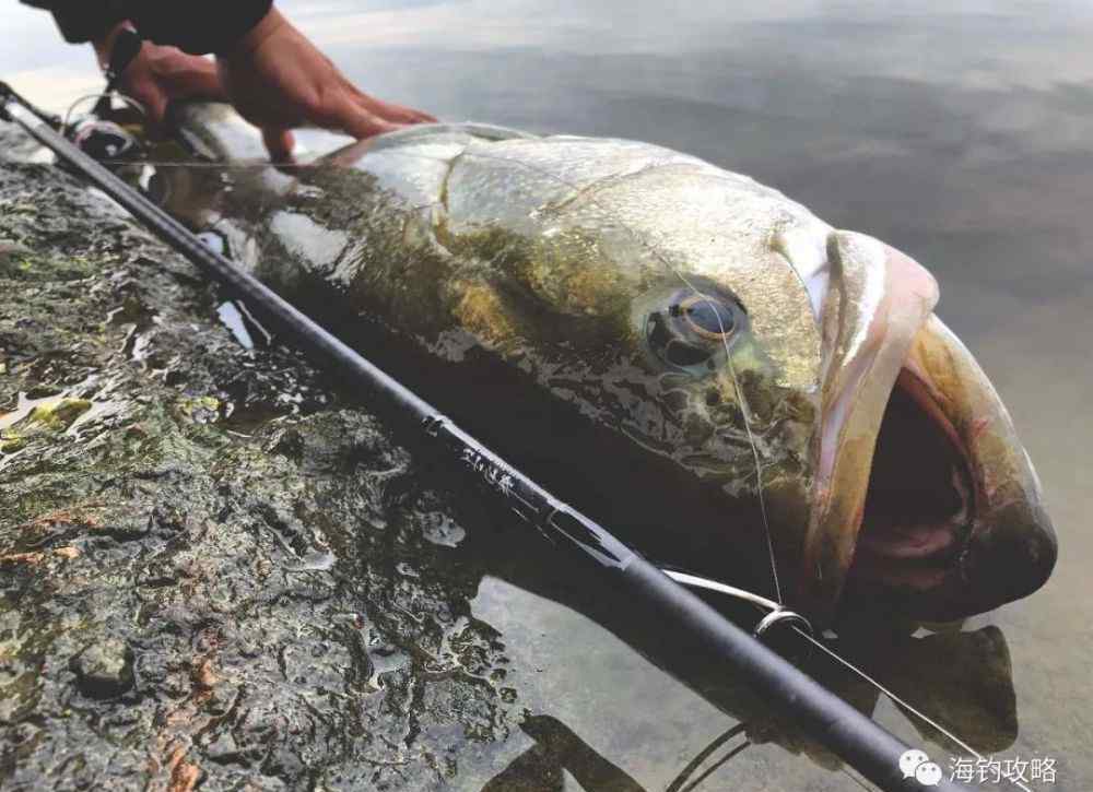 黃腳鱲 海南海釣地點(diǎn)推薦，準(zhǔn)備好你的魚(yú)竿了嗎？