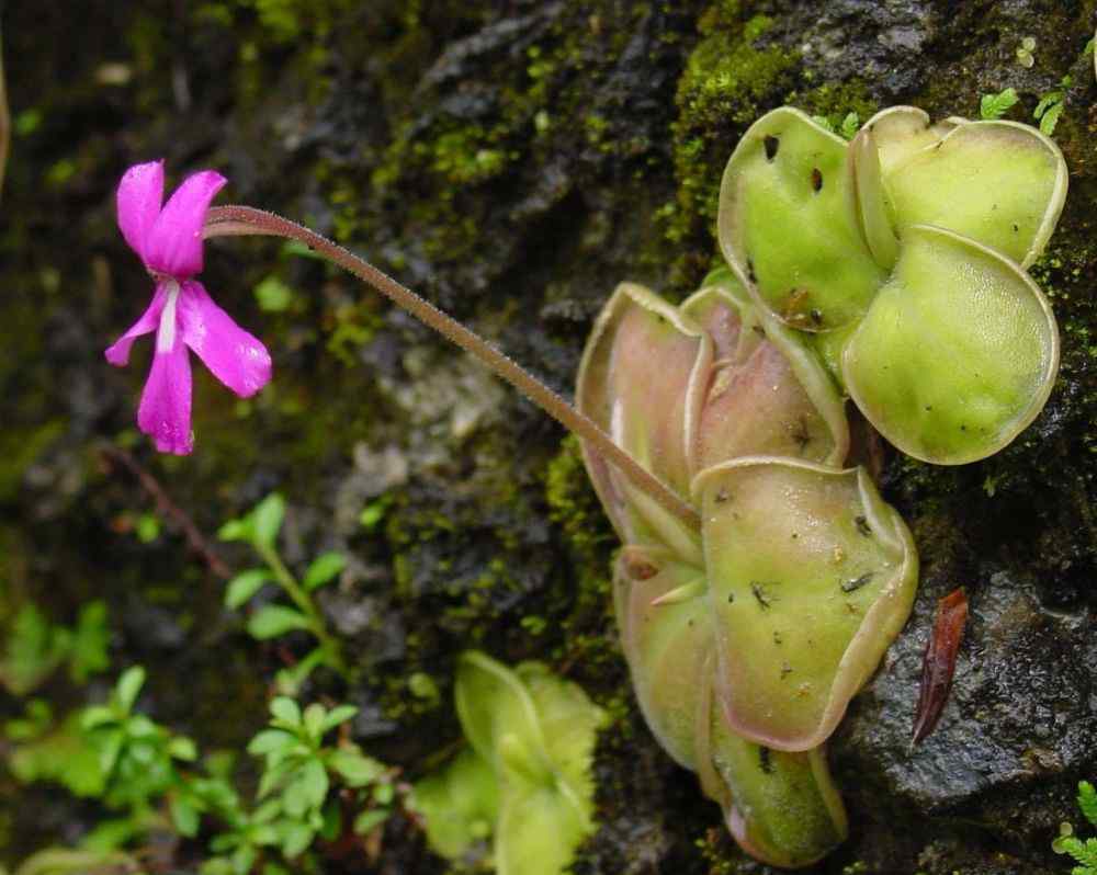 捕蟲(chóng)堇 很容易被誤認(rèn)成多肉植物的捕蟲(chóng)堇，適合新手養(yǎng)的食蟲(chóng)植物