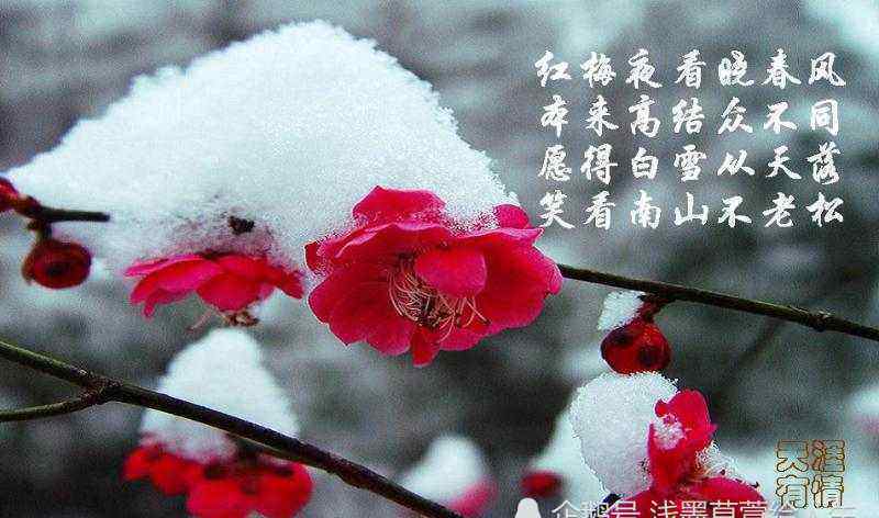 梅花雪圖片 天天新聯(lián)，出下聯(lián)，眼兒媚，獨(dú)喜梅花雪上春