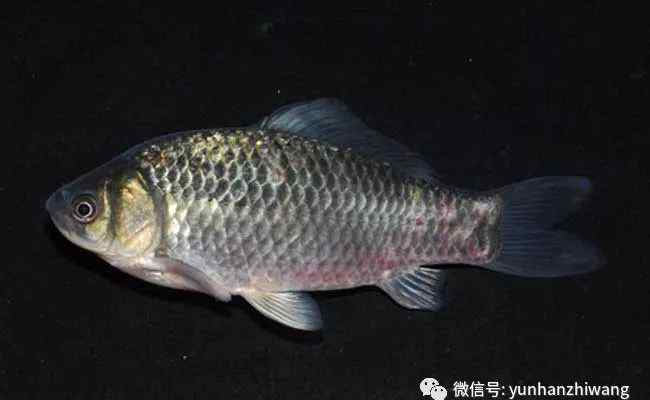 鯽魚和鯉魚的區(qū)別 鯉魚和鯽魚的區(qū)別