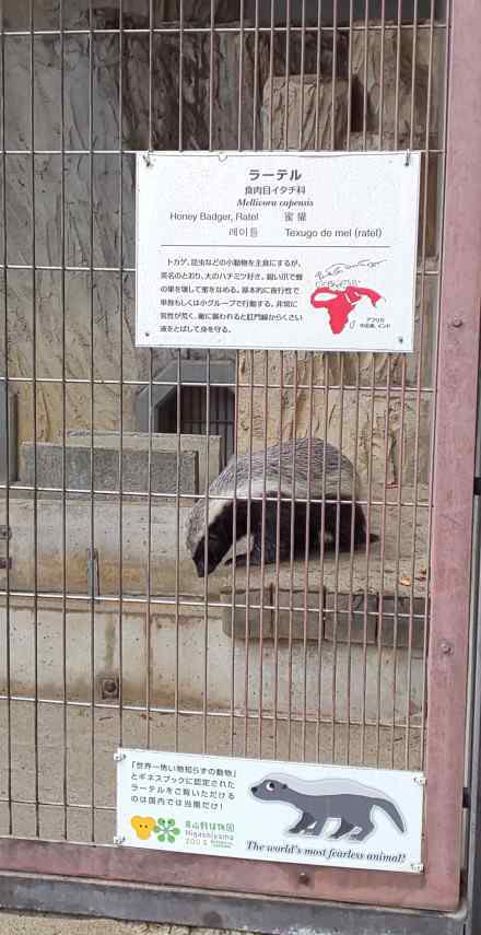 蜜獾的天敵 中國哪家動(dòng)物園有蜜獾？蜜獾把自己搞瀕臨滅絕成頻危動(dòng)物了嗎