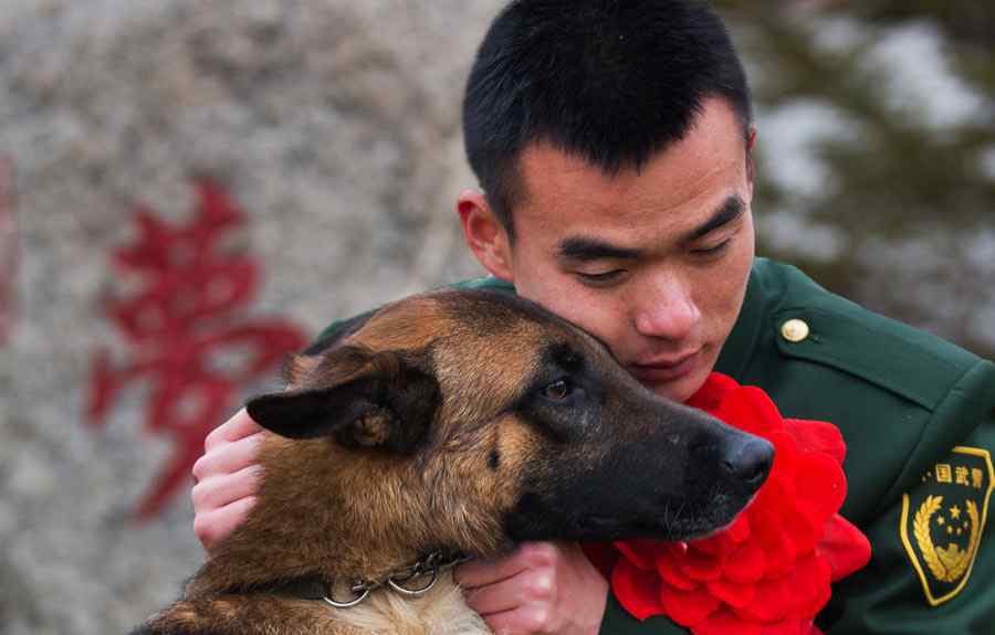 搜救犬 搜救犬退役之后去哪里？搜救犬是什么品種的狗狗