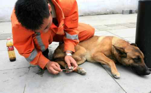 搜救犬 搜救犬退役之后去哪里？搜救犬是什么品種的狗狗