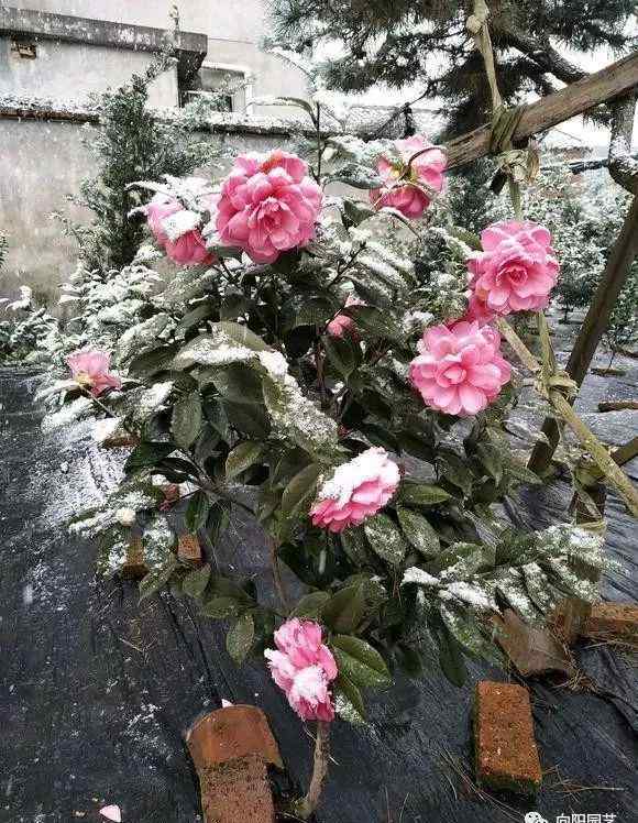 茶花十大忌 茶花很好養(yǎng)，茶花有“4喜”，“2忌”，把握好了，不黃葉開花多