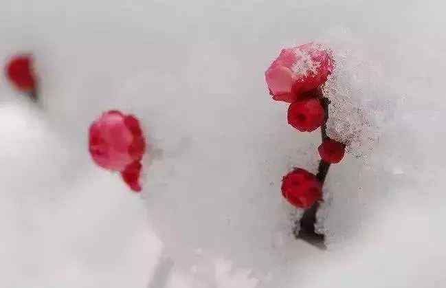 片片吹落軒轅臺(tái) 白雪紛飛，這十句詠雪的名詩(shī)，寫盡冬天的味道