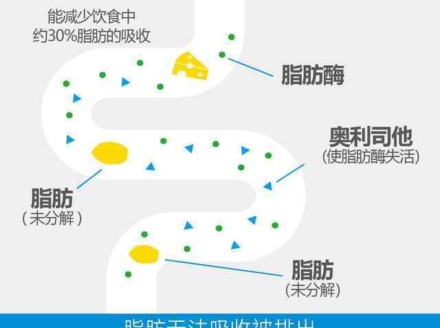 賽尼可 備受減肥者青睞的奧利司他究竟是否有效？現(xiàn)實總敵不過理想美好