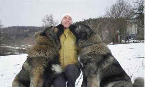 愛爾蘭獵狼犬圖片 世界上最大的愛爾蘭獵狼犬