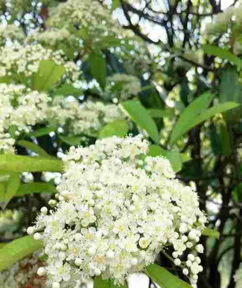 石楠花為什么污 世界上最污的花 石楠花為什么叫最污花