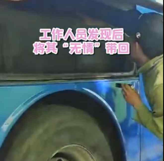 試圖“越獄”？小熊貓藏進大巴車被捉回 網(wǎng)友：只怪外面的世界太精彩