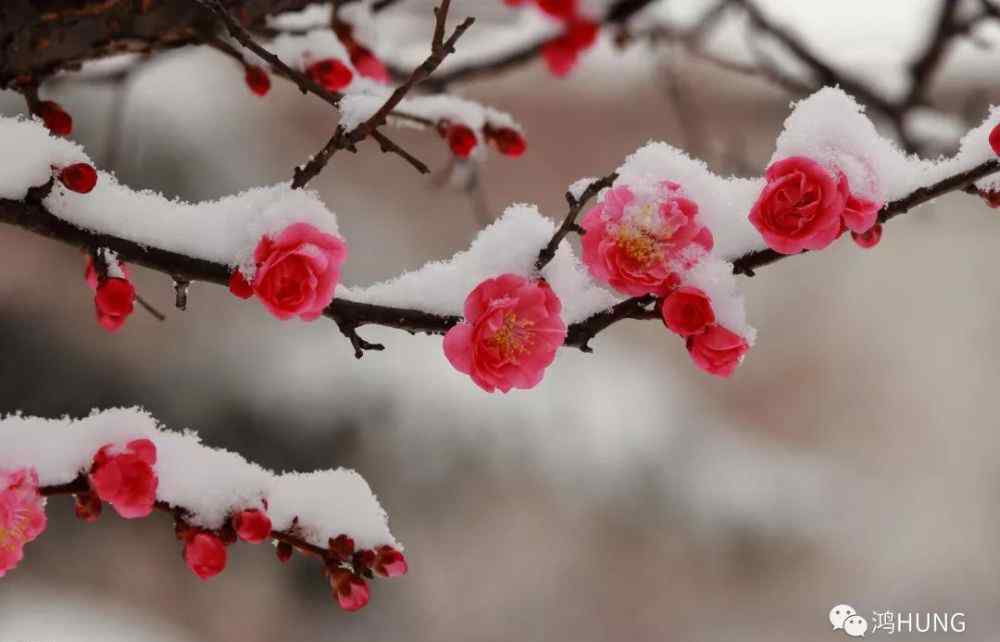 每一朵雪花都認(rèn)真飄落閱讀答案 每一朵雪花，都是冬天的情意