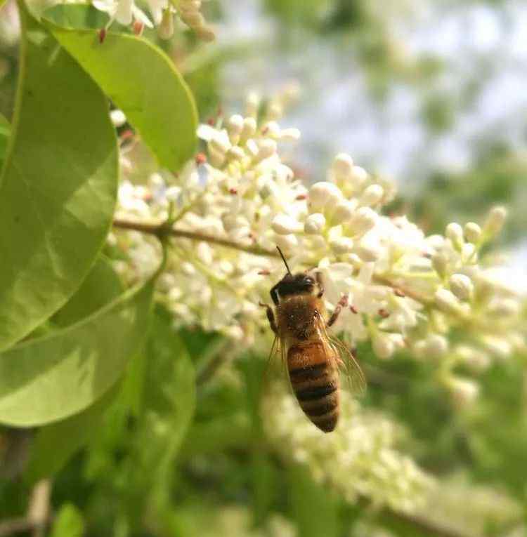 蜂的古詩(shī)意思 詩(shī)韻 蜂情—淺談古詩(shī)詞里的蜜蜂！