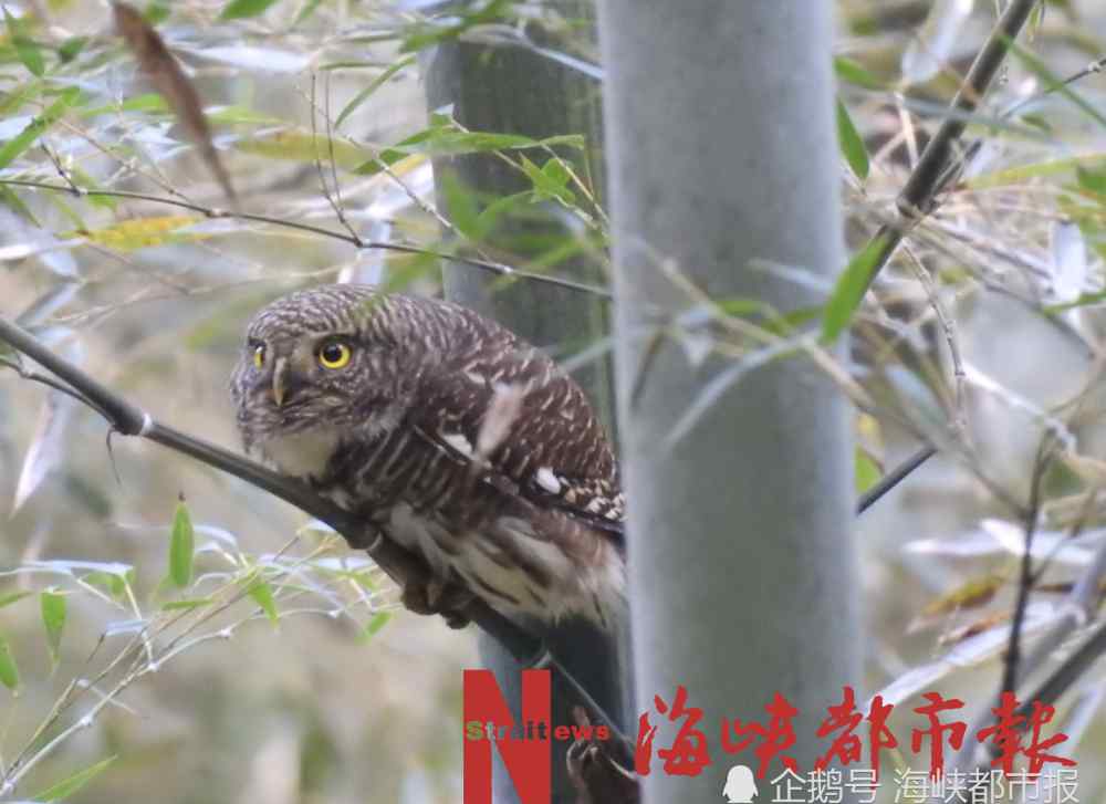 鵂鹠 三明深山驚現(xiàn)“大眼萌貨”，原是瀕危物種斑頭鵂鹠