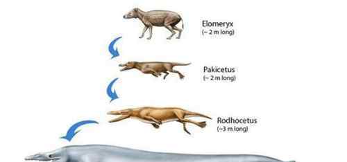 鯨魚是什么動(dòng)物 鯨的祖先是什么動(dòng)物