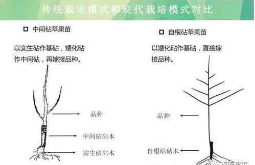 韓國蘋果樹 蘋果樹苗木究竟是自根砧好還是中間砧好