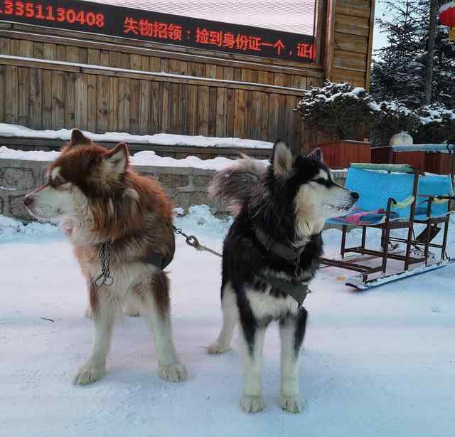 狗拉雪橇 景點的狗狗拉雪橇，為什么被唾棄？因為雪橇犬不是這樣工作的