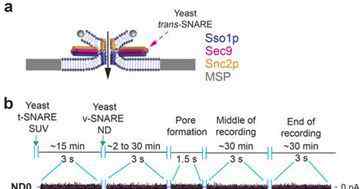 snare Nature：改寫教科書！揭示SNARE蛋白協(xié)助細(xì)胞間和細(xì)胞內(nèi)溝通新機(jī)制