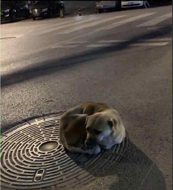 流浪狗為什么會跟著人 流浪狗為什么喜歡跟著人，它們是怎么過冬的？