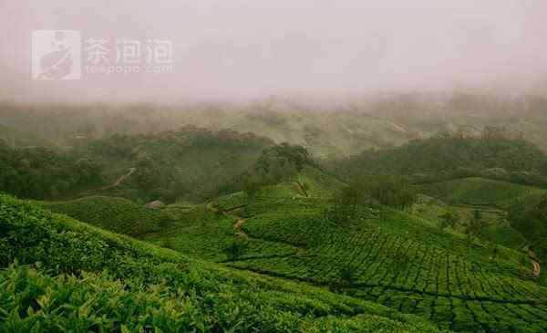 寶頂綠茶 100多種綠茶,你喝過幾種?