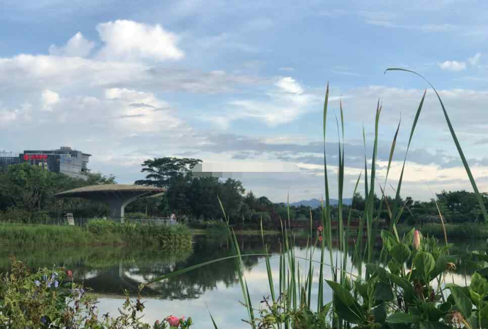 深圳灣公園好玩嗎 深圳灣就是紅樹(shù)林嗎，深圳灣有什么好玩的？