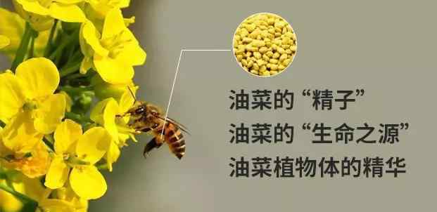 油菜花粉對性功能 “前列腺克星”的油菜花粉，為什么這么有效？