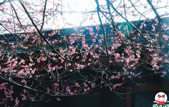 梅花花期 全開(kāi)了！林陽(yáng)寺梅花迎來(lái)最美花期，香氣撲鼻！都是剛拍的圖……